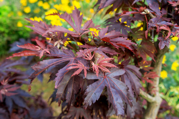 red autumn leaves in the forest