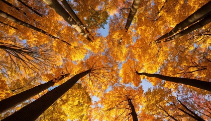 yellow tree crown background top, fall leaves majestic