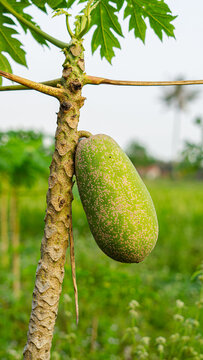 Papaya fruit with spots caused by Papaya ringspot disease is caused by a plant virus called Papaya ringspot virus - type P (PRSV-P) which belongs to the genus Potyvirus in the family Potyviridae.