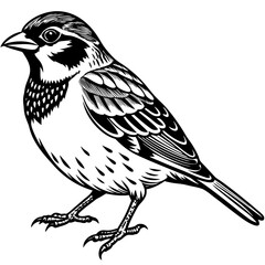 bird illistation