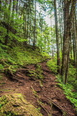 Bikaz Gorge and Lakul Roshu (Red Lake) - Eastern Carpathians - Romania - Europe