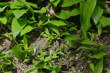 Bärlauch,  Allium ursinum