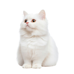 A fluffy white cat sits gracefully, showcasing its elegant fur and captivating gaze isolated on a transparent background.