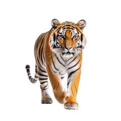 Obraz premium A majestic tiger walking confidently, showcasing its striking orange and black stripes in a powerful display of nature's beauty. isolated on a transparent background.