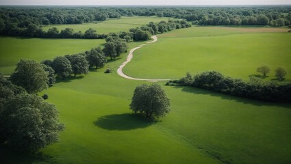 Serene Pathway Through a Sun-Dappled Grove: A tranquil path winds its way through a lush grove, bathed in the warm glow of morning sunlight. The trees stand tall and proud, their leaves shimmering wit