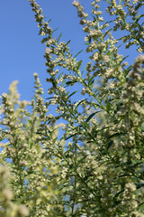 Gemeiner Beifuß,  Artemisia vulgaris L.