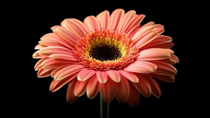 A beautiful macro photograph of a Gerbera flower, showcasing its natural elegance and vibrant colors, perfect for a floral card or background.