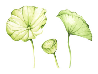 Set of lotus flowers. Chinese water lily. Vintage style. Watercolor illustration. Design for the design of invitations, fabrics and other items.