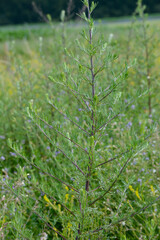 Gemeiner Beifuß,  Artemisia vulgaris L