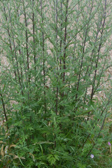 Fototapeta premium Gemeiner Beifuß, Artemisia vulgaris L