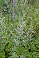 Gemeiner Beifuß,  Artemisia vulgaris L