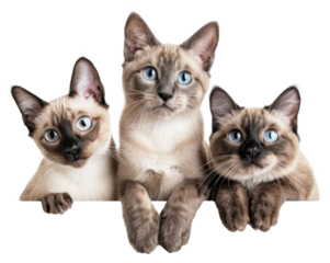 PNG Three adorable Siamese kittens posing