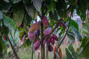 agriculture, alternative, amazing, asia, asian, background, bali, beautiful, booming, bright,...