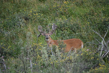 deer in the grass, white-tailed deer