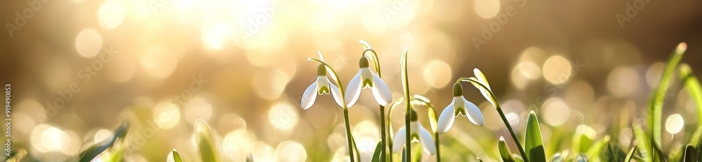Poster it's springtime and there are fragile snowdrops blooming in the field.