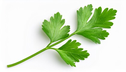 Fresh parsley leaf. Parsley leaf isolated on white. Cilantro leaves, green parsley close up. Flat lay
