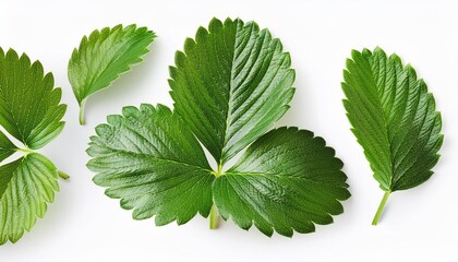 Fresh strawberry leaves isolated on white background. Top view, flat lay, collection