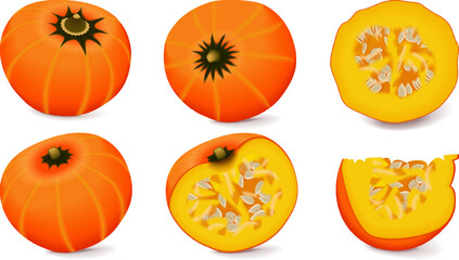 Clip art. Orange buttercup squash. Winter squash. Cucurbita maxima. Fruits and vegetables. Isolated vector illustration.