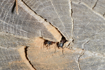 Braunschwarze Rossameise, Camponotus ligniperda