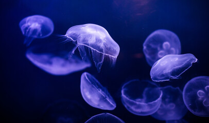 underwater image of jellyfishes