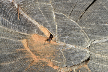 Braunschwarze Rossameise, Camponotus ligniperda