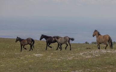 Wild Horses in Summer in the Pryor Mountains Montana