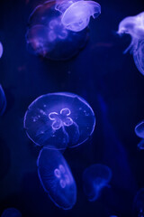 underwater image of jellyfishes