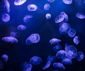 underwater image of jellyfishes © Maria