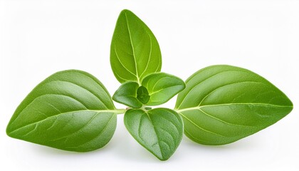 Oregano or marjoram leaves isolated on white background. Fresh sweet marjoram herb close up.