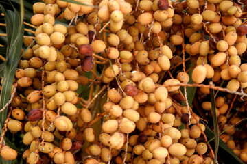 close up of yellow berries of palm tree