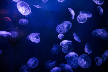 underwater image of jellyfishes © Maria
