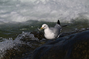 Catch a fish, Gull