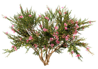 Naklejka premium 3D Rendering Crape Myrtle Plant on White
