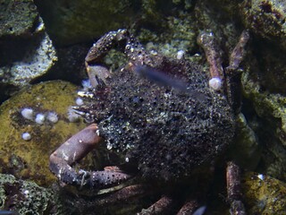 La Rochelle, August 2024: Visit to one of Europe's largest aquariums (aquarium, fish, shark, coral, medusa, etc.).