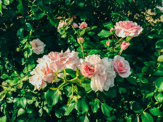 A bunch of pink flowers are growing in a green bush