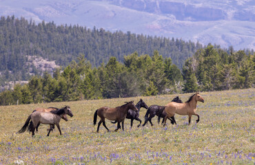 Wild Horses in Summer in the Pryor Mountains Montana