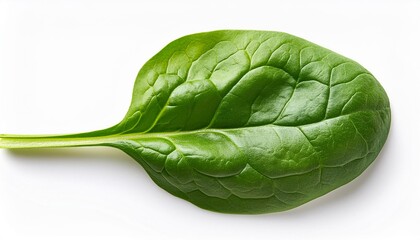 Obraz premium Spinach leaf isolated on white background. Fresh green baby spinach Top view. Flat lay.