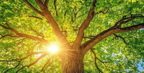 Fototapeta premium In summer, an old oak tree is in the sunlight in a natural park.
