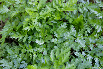 Close-up of parsley growing in the garden. Background of green parsley leaves growing.