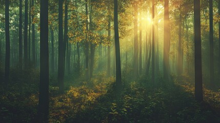 Fototapeta premium Sunbeams filtering through the dense foliage of a misty forest