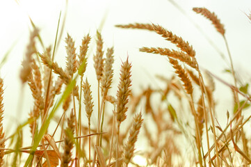 A field of wheat is shown in the foreground and background