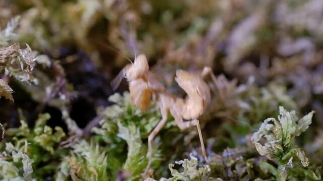 European Dwarf Mantis