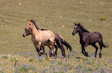 Wild Horses in Summer in the Pryor Mountains Montana