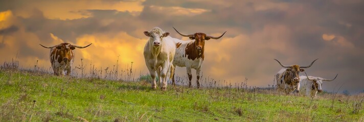 Texas longhorn cattle in a pasture in the Oklahoma panhandle.