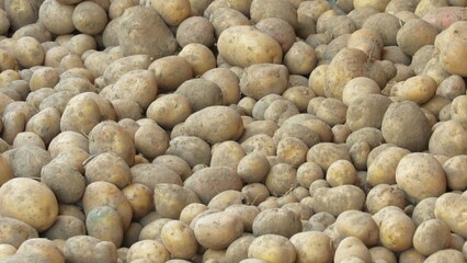 close up of a pile of potatoes. potato harvest on the farm