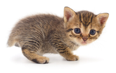 Kitten on white background.