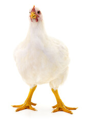 white hen isolated.