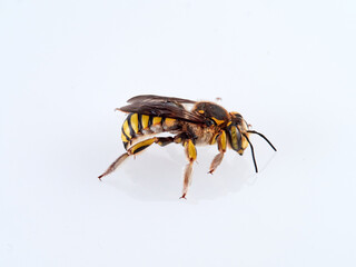 European wool carder bee in a white background. Genus Anthidium. 