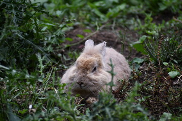 A white rabbit lies hidden in the grass in a meadow