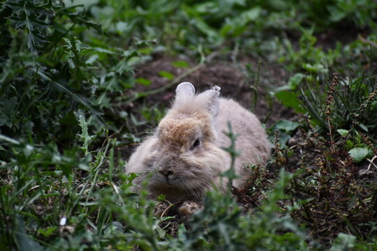 A white rabbit lies hidden in the grass in a meadow